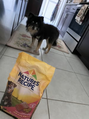 nature's recipe salmon 24 lb