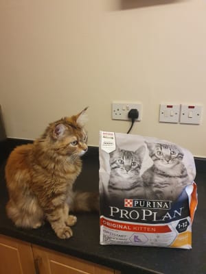 Pro plan sale original kitten