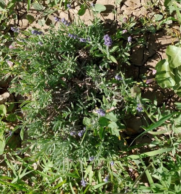 How to Grow Lavender - Gurney's Blog