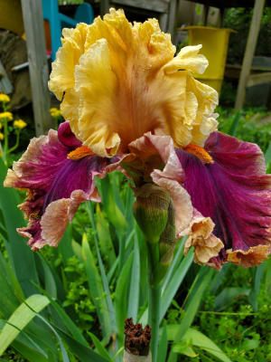 Perennial Pack of 12 Bulbs 12 Dutch Iris Bulbs-Spring Royalty Mix Zone:4-9