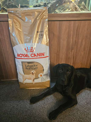Royal canin labrador 12kg best price online