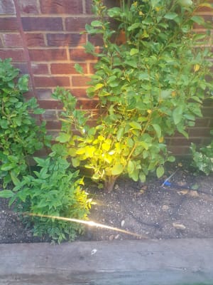 Wickes ellumiere cheap