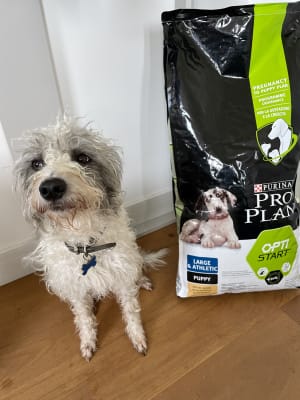Pro plan shop large breed puppy