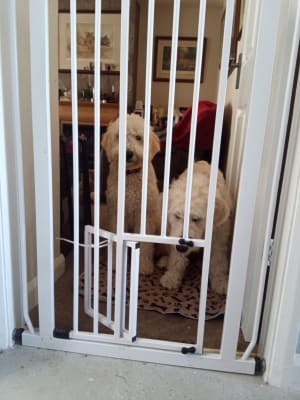Pet gate with discount cat door