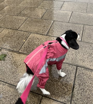 3 peaks terrain dog coat sales