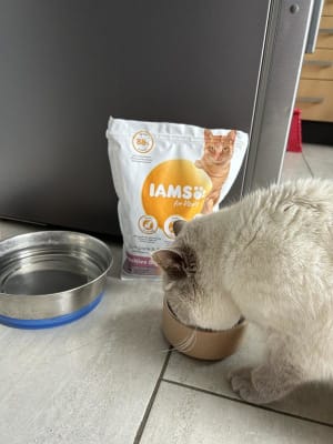 Iams proactive health sensitive skin & stomach grain free dog food cheap
