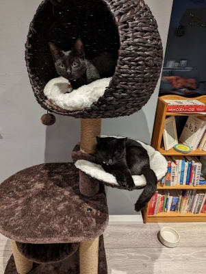 Hillary high sales sleeper cat post