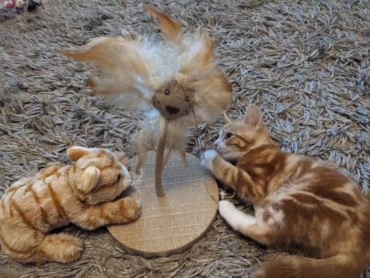 Willows cat shop toys