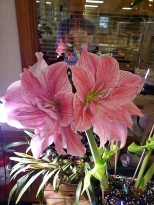 Double Amaryllis Sweet Nymph | K. van Bourgondien