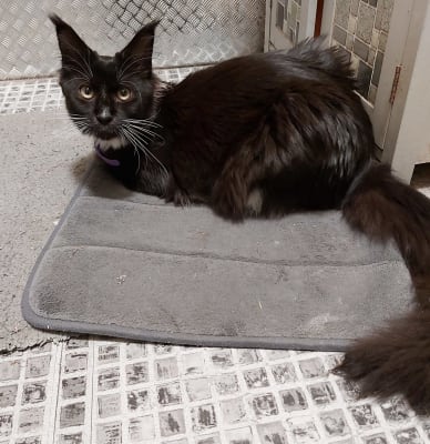 Royal canin maine coon senior sales