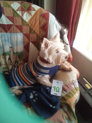 Pets at home shop dog breath