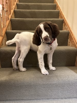 Harringtons puppy feeding guide clearance