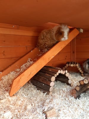 foxglove rabbit hutch