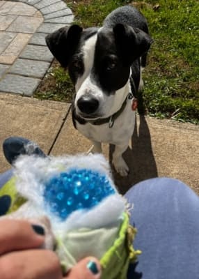 Old navy dog clearance toys
