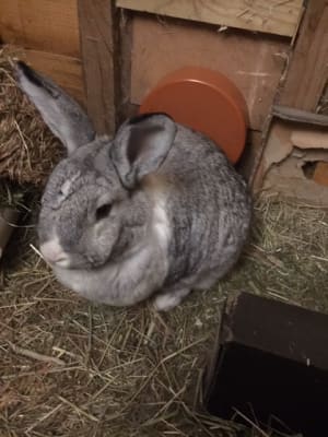 Furminator rabbit sales