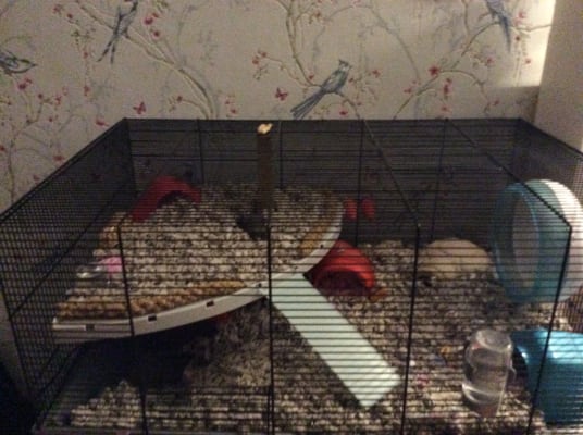 Pets at home large wire outlet hamster home