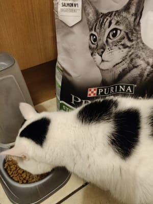 Purina beneful cat food top