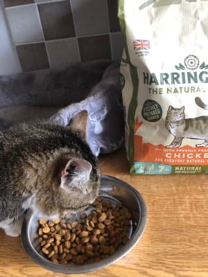 Harringtons Dry Senior Cat Food Chicken 2kg Pets At Home