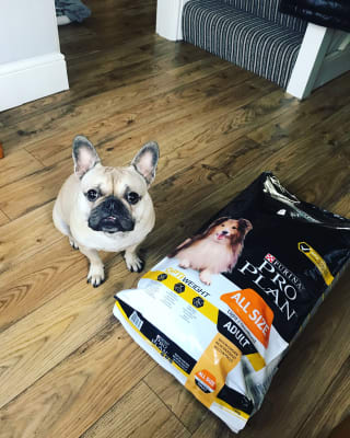 Pro Plan Light Sterilised Dry Adult Dog Food Chicken Pets At Home
