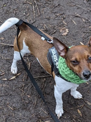 Ava Veterinary Approved Optimum Health Sensitive Skin And Stomach Dog Food 2kg Pets At Home