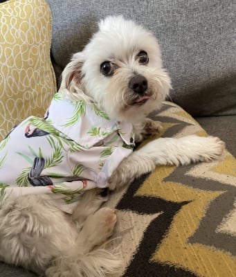 Old navy cheap dog shirt