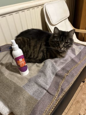 Catnip sales spray tesco