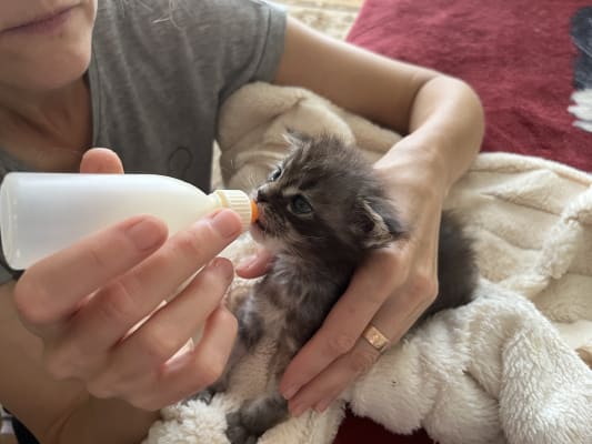 Kitten feeding bottle pets at home sale