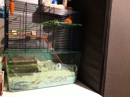 Pets at home gerbilarium online