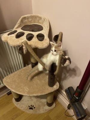 avery ascent cat scratch tower