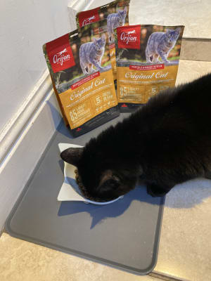 Orijen cat food cheap pets at home