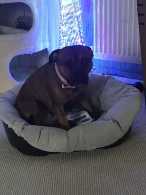 Hard dog bed with soft cushion lining Clearance