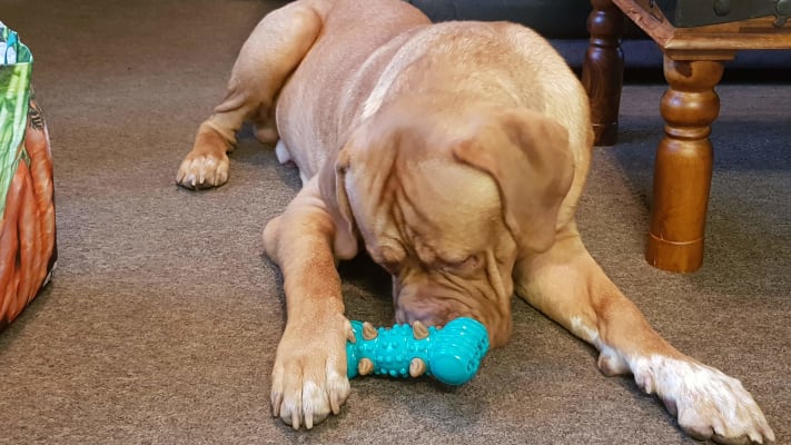 Natural nourish dog best sale toys