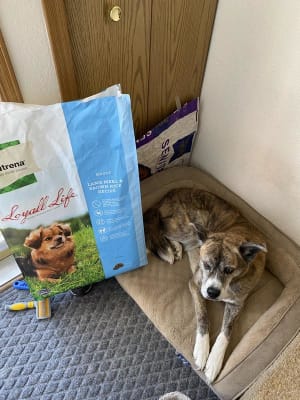 Loyall life lamb and rice clearance