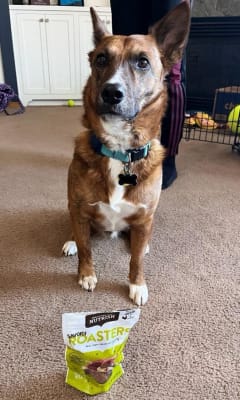 Rachael Ray® Nutrish™ Savory Roasters Chicken Recipe Treats for Dogs