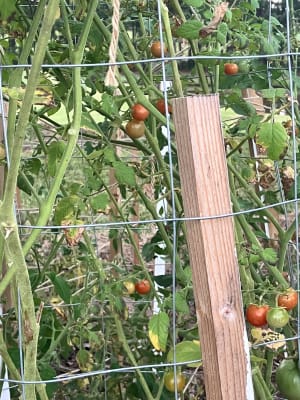 Pennington Organic Roma Tomato Seeds