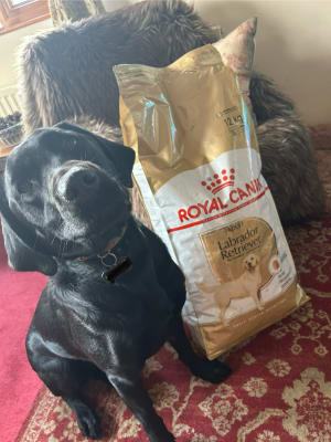 Royal canin labrador retriever puppy food sales