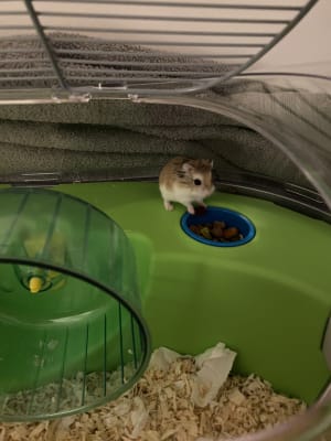 Savic spelos xl entry outlet dwarf hamster and mouse home
