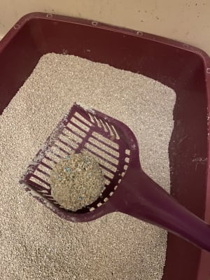 Sivocat samba best sale cat litter