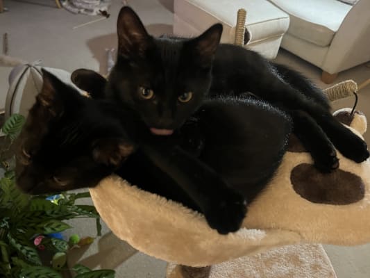 avery ascent cat scratch tower