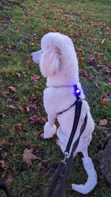 Halti No Pull Dog Harness Black Pets At Home