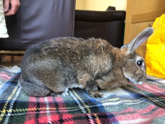 Furminator hotsell for bunnies