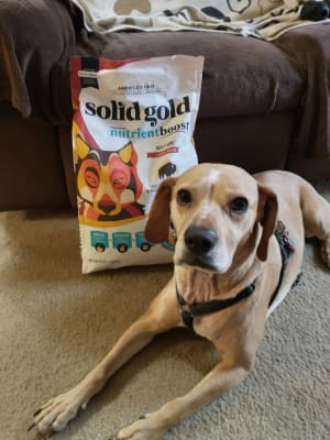 Solid gold wolf king review on sale
