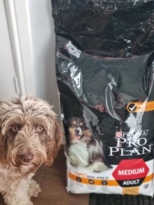 Pets at home purina dog food on sale