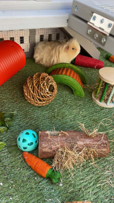 Blossom guinea cheap pig hutch