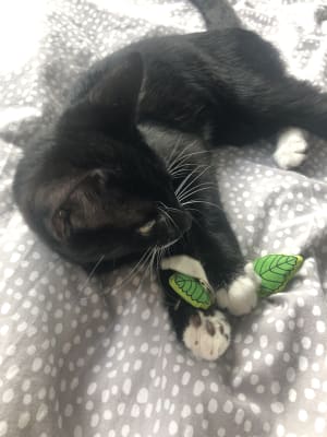Petstages Fresh Breath Mint Stick Dental Cat Chew Toy Pets At Home