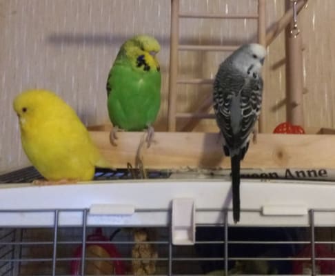 Budgie Food Pets At Home