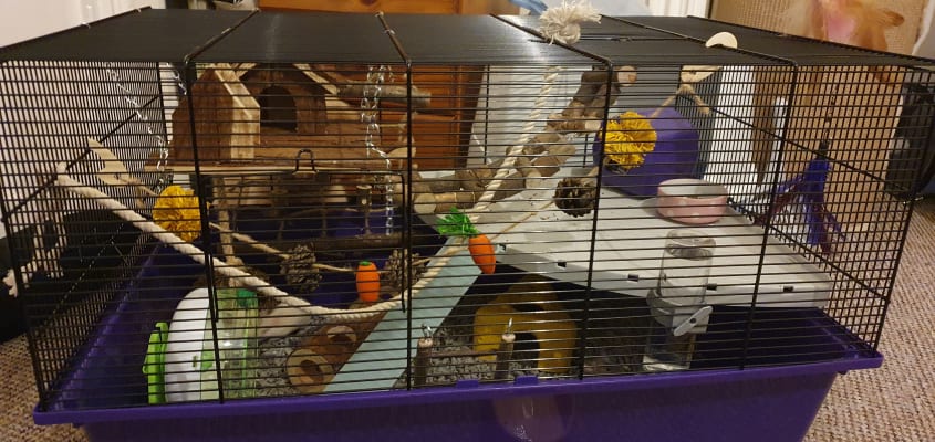 large wire hamster cage