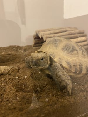 Pets at Home Reptile Substrate Tortoise Terrain 10 Litre Pets At