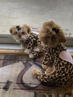 Ellen degeneres 2025 dog pajamas