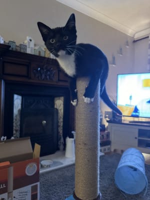 Thompson tall cat scratch post store